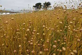 campo coltivato con lino